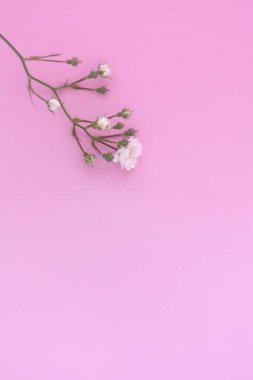 Pembe arka planda beyaz güller, kopyalama alanı. Minimal stil düz. Tebrik kartı için davetiye. 8 Mart, 14 Şubat, doğum günü, sevgililer günü, anneler günü konsepti.