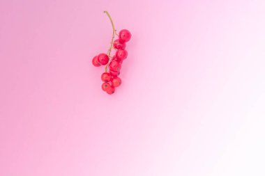 Kırmızı böğürtlen dalı pembe arka planda kırmızı frenk üzümü. Vitaminler