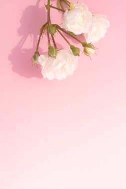 Pembe arka planda beyaz güller, kopyalama alanı. Minimal stil düz. Tebrik kartı için davetiye. 8 Mart, 14 Şubat, doğum günü, sevgililer günü, anneler günü konsepti.