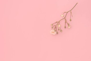 Pembe arka planda beyaz güller, kopyalama alanı. Minimal stil düz. Tebrik kartı için davetiye. 8 Mart, 14 Şubat, doğum günü, sevgililer günü, anneler günü konsepti.