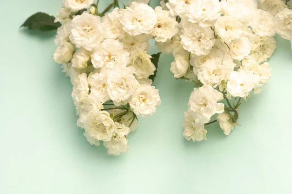 Rosas Rosas Pequeñas Blancas Sobre Fondo Azul Espacio Para Copiar — Foto de Stock