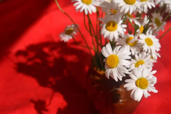 Schöner Sommerstrauß Von Gänseblümchen Auf Rotem Leinenhintergrund — Stockfoto