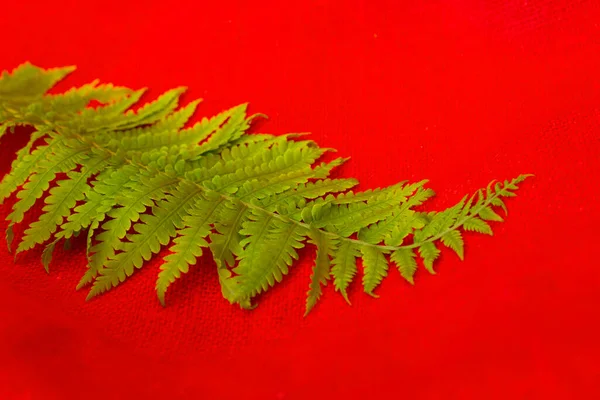 Зеленые листья папоротника на фоне натурального льна — стоковое фото