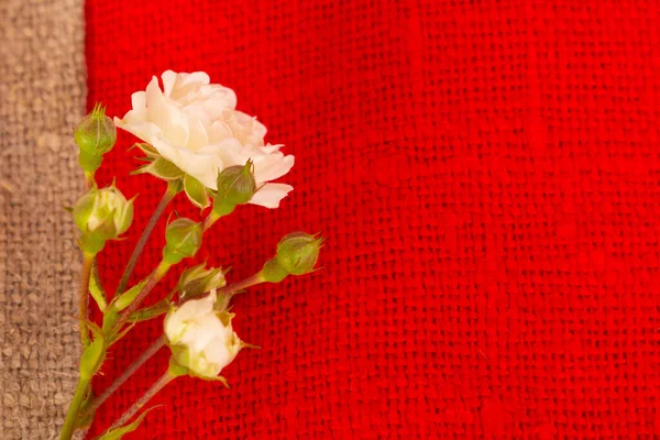 Branch Small White Roses Red Burlap Background Texture Coarse Natural — Stock Photo, Image