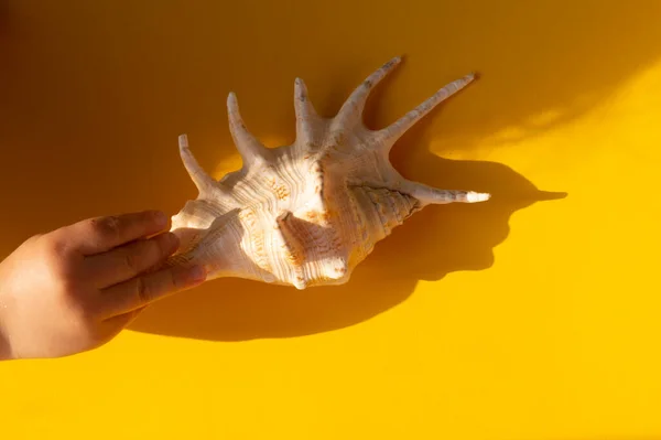 Mano Niño Toma Una Concha Grande Idea Concepto Verano —  Fotos de Stock