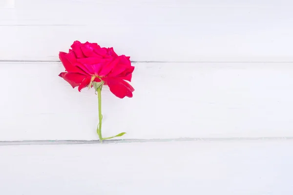 Rosa Vermelha Fundo Madeira Branco Feliz Aniversário Convite Casamento — Fotografia de Stock