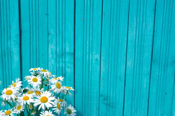 Belle Camomille Été Sur Fond Clôture Bois Bleu — Photo