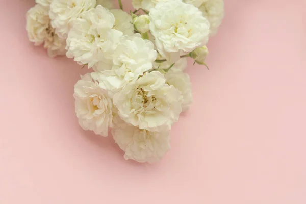 Sprigs Małe Róże Białe Różowym Tle Przestrzeń Ksero Minimalny Styl — Zdjęcie stockowe