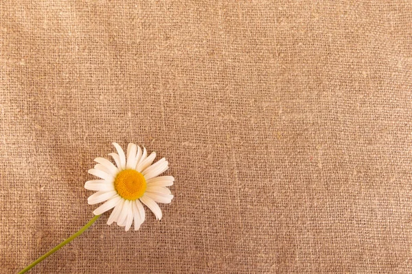 Kamille Auf Klettergrund Textur Aus Grobem Naturgewebe Weiße Blütenblätter Der — Stockfoto