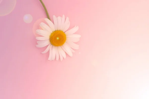 Rosa Hintergrund Mit Kamillenblüten Und Kopierraum Gänseblümchen Blühen Flache Ebene — Stockfoto