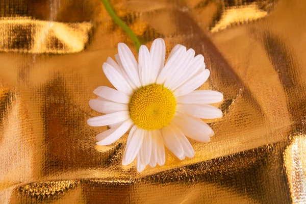 Weiße Kamille Auf Goldenem Hintergrund Sommerblume Sommerkonzept — Stockfoto