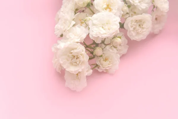 Rosas Rosas Pequeñas Blancas Sobre Fondo Rosa Espacio Para Copiar — Foto de Stock