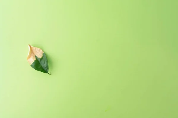 Ein Welkendes Grünes Blatt Auf Grünem Hintergrund Herbstkonzept Alters Und — Stockfoto