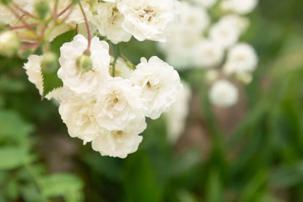 Strauch Von Weißen Schönen Kleinen Rosen Auf Einem Hintergrund Aus — Stockfoto