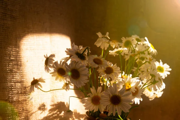 Buquê Margaridas Luz Solar Sombra Fundo Linho Bouquet Verão Conceito — Fotografia de Stock