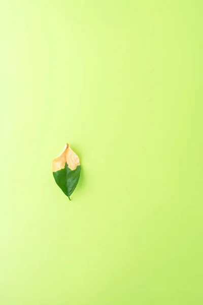 Ein Welkendes Grünes Blatt Auf Grünem Hintergrund Herbstkonzept Alters Und — Stockfoto