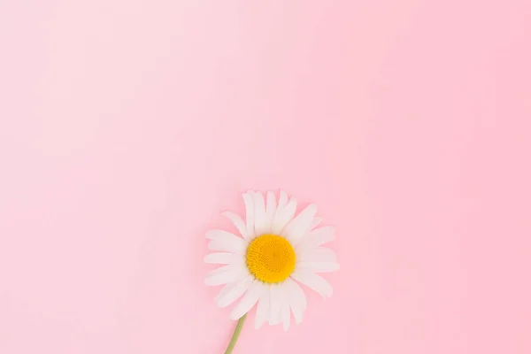 Fondo Rosa Con Flores Manzanilla Espacio Para Copiar Composición Flores — Foto de Stock