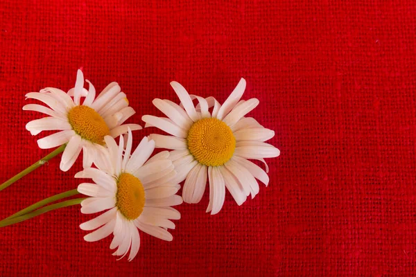 Kamille Auf Rotem Klettengrund Textur Aus Grobem Naturgewebe Weiße Blütenblätter — Stockfoto
