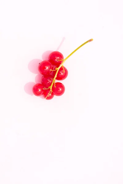 Zweig Roter Beeren Rote Johannisbeere Auf Rosa Hintergrund Vitamine — Stockfoto