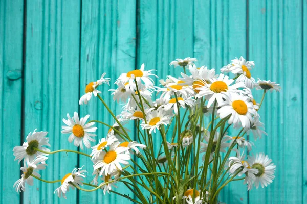 Schöne Sommer Kamille Auf Blauem Holzzaun — Stockfoto