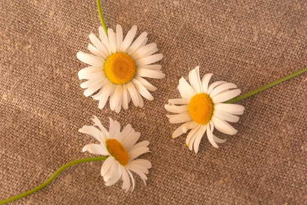 Kamille Auf Klettengrund Textur Aus Grobem Naturstoff Weiße Blütenblätter Der — Stockfoto