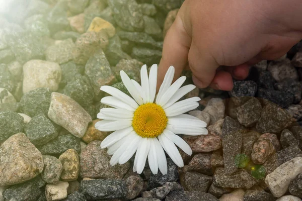 Madeliefjes Camomile Matricaria Een Achtergrond Van Stenen — Stockfoto