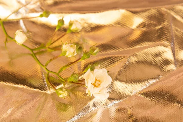 A branch of a white rose on a gold background. Summer concept. Idea for a wedding card