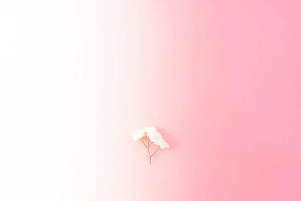 Composición Flores Rosas Pequeñas Blancas Sobre Fondo Rosa Día Madre — Foto de Stock