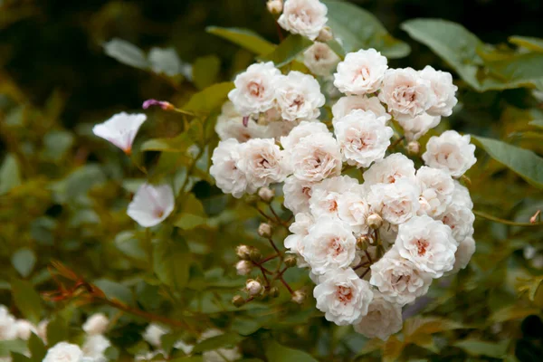 Bush White Beautiful Small Roses Background Green Leaves — Stock Photo, Image