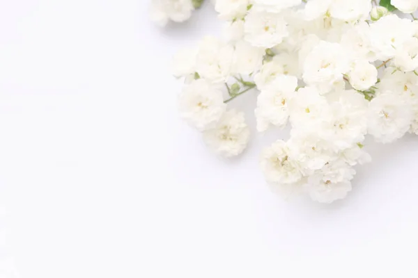 Beyaz arka planda beyaz güller, kopyalama alanı. Minimal stil düz. Tebrik kartı için davetiye. 8 Mart, 14 Şubat, doğum günü, sevgililer günü, anneler günü konsepti.