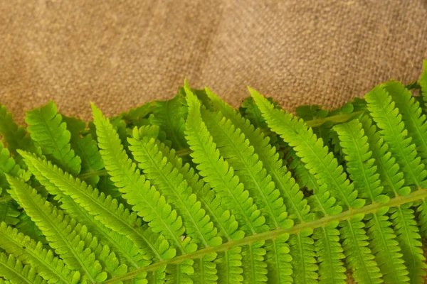 Зеленые Листья Папоротника Фоне Натурального Льна Понятие Натуральности — стоковое фото