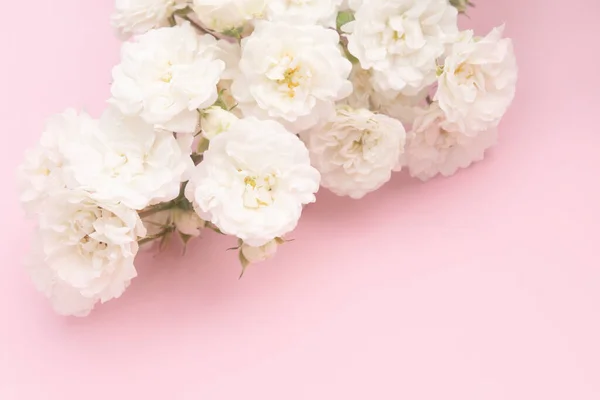 Borrifos Pequenas Rosas Brancas Sobre Fundo Rosa Espaço Cópia Deitado — Fotografia de Stock