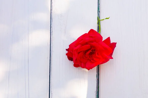 Red Rose White Wooden Background Happy Birthday Wedding Invitation — Stock Photo, Image
