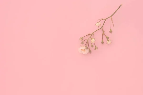 Borrifos Pequenas Rosas Brancas Sobre Fundo Rosa Espaço Cópia Deitado — Fotografia de Stock