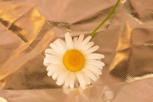 밀레가 황금빛 배경에 여름의 — 스톡 사진