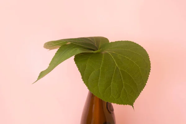 Grønne Brede Blader Med Flaske Rosa Bakgrunn Begrepet Naturlighet – stockfoto