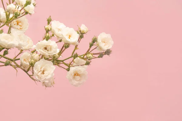 Borrifos Pequenas Rosas Brancas Sobre Fundo Rosa Espaço Cópia Deitado — Fotografia de Stock