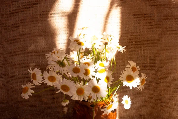 Een Boeket Madeliefjes Zonlicht Schaduw Een Achtergrond Van Linnen Zomer — Stockfoto