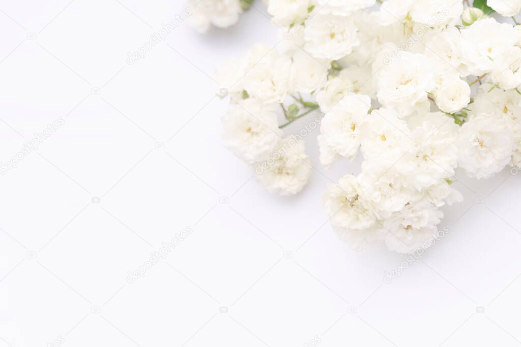 Sprigs of small roses white on white background, copy space. Minimal style flat lay. For greeting card, invitation. March 8, February 14, birthday, Valentine's, Mother's, Women's day concept.