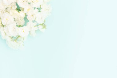 Mavi arka planda küçük güller, kopyalama alanı. Minimal biçim düzlüğü.