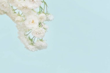 Mavi arka planda küçük güller, kopyalama alanı. Minimal biçim düzlüğü.