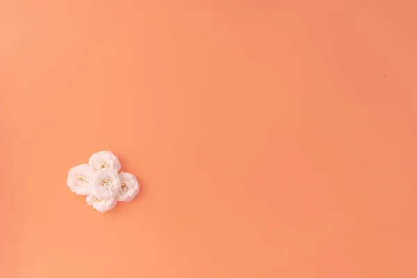 Composição Flores Rosa Pequena Branca Fundo Rosa Conceito Verão Flat — Fotografia de Stock