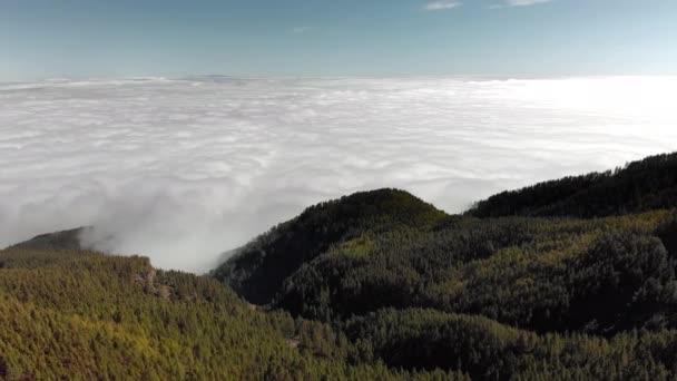 Luftfoto. En drømmende landskab med en enorm mængde af grønne fyrretræer og grantræer, en regnfuld skov i tågen, og lave bunke skyer. Teide National Park, Tenerife, De Kanariske Øer, Spanien – Stock-video