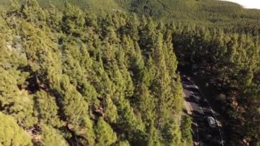 Hava atış. Dolambaçlı dağ yolu serpantin saç tokası hangi yeşil çam ve köknar büyük miktarda ormanıyla çevrili beyaz tanınmayan makine gider. Teide Milli Parkı, Tenerife