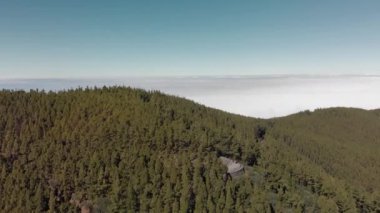 Hava atış. Yeşil çam ve köknar ağaçları, sis ve düşük yığın bulutlar yağmurlu bir ormanda büyük miktarda ile rüya gibi bir manzara. Teide Milli Parkı, Tenerife, Kanarya Adaları, İspanya. Birkaç dağ