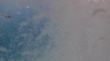 Küçük hava kabarcıkları dağınık, küçük balık lar güneşin ışınları yüzmek okyanusun mavi berrak su geçer. Sualtı çekimi