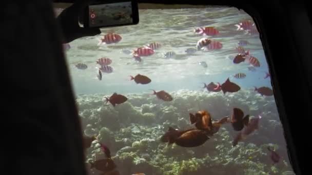 Multicolored beautiful fish in the porthole of a ship with a transparent bottom. Hand unrecognized tourist takes photos. Slow Motion — Stock Video