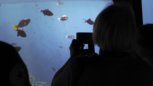 Bir sualtı gemisinde turistlerin tanınmayan siluet ilerler, görüntüleme ve bir cep akıllı telefon üzerinde bir mercan resifkarşı renkli balık sürüsü fotoğraflama. Koruma kavramı — Stok video