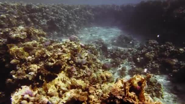 Der Grund des Ozeans, ein wunderschönes farbenfrohes Korallenriff. Die Sonnenstrahlen bahnen sich ihren Weg durch die Wasseroberfläche. Schießen in Bewegung. Dollly. Im Hintergrund schwimmen ein paar kleine Fische. Zeitlupe — Stockvideo