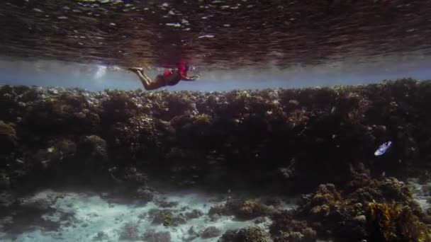 Unerkannter Taucher, Schnorchel in Schwimmflossen und Tauchermaske vor dem Hintergrund eines wunderschönen bunten Korallenriffs. Die Sonnenstrahlen bahnen sich ihren Weg durch die Wasseroberfläche. Schießen in Bewegung — Stockvideo